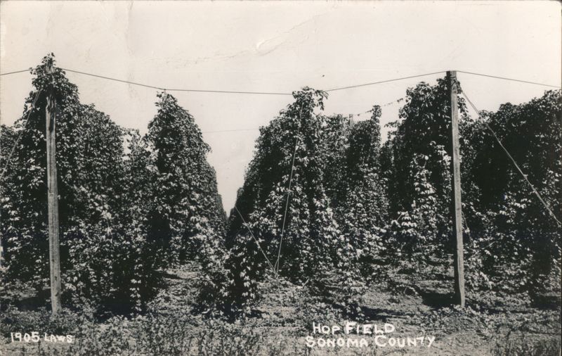 1905 Laws Hop Field, Sonoma County California
