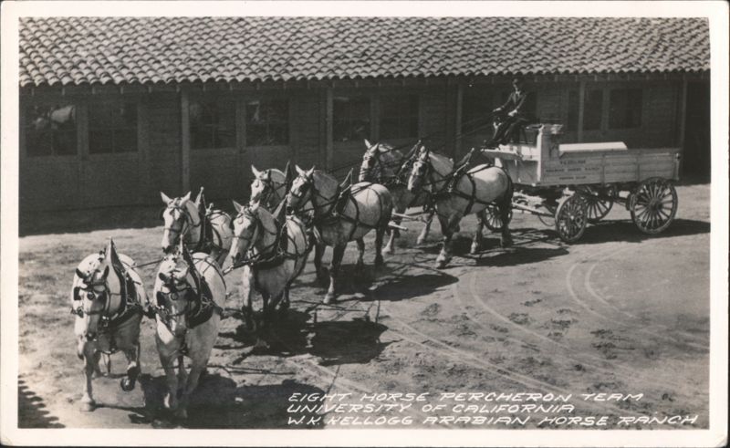 Eight Horse Percheron Team, W.K. Kellogg Arabian Horse Ranch Pomona California