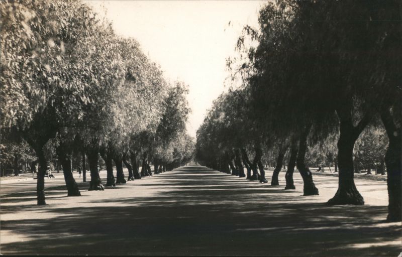 Tree-lined avenue with long shadows California Trees