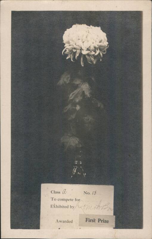 First Prize Chrysanthemum Flower, Mrs. S. Oda