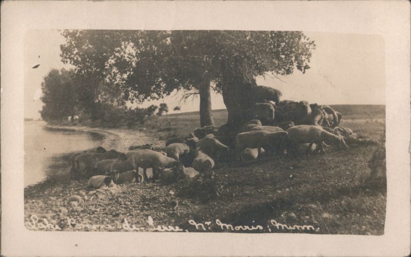 Sheep Grazing by Lake Traverse, Morris, MN