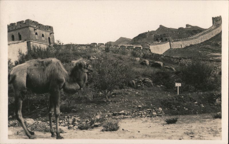 Camel Train Passing Great Wall