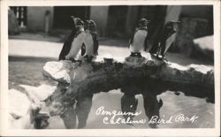 Penguins Catalina Bird Park Postcard