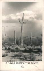 A "LIVING CROSS" OF THE DESERT, Saguaro Cacti Postcard