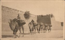 Camel Train Outside Peking City Wall Postcard