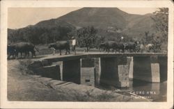 Water Buffalo Crossing Bridge, Shanghai Postcard
