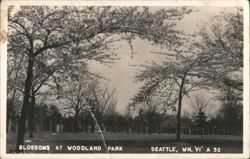 Blossoms at Woodland Park Postcard