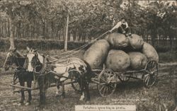 Man on Cart of Giant Potatoes, Iowa Postcard