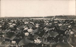 Lotus Beds, Grass Lake, IL Postcard