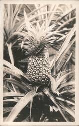 Pineapple Plant with Fruit Postcard