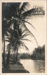 Tropical Palm Trees, Coconut Harvesters, River Scene Postcard