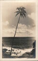 Single Palm Tree Overlooking Ocean and Rocky Shore Postcard