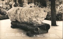 Petrified Log, 15 Million Years Old, Knott's Berry Place Postcard