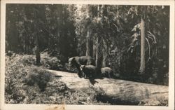 Mother Bear & Two Cubs on Fallen Log in Forest Postcard