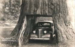 Chandelier Tree Underwood Park Postcard