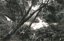 Uruapan, Michoacán, Rio Cupatitzio Postcard