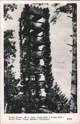 Living Tower, 80 ft. high, 4 Redwood Trees, Camp Meeker Postcard