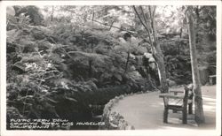 Rustic Fern Dell, Griffith Park, Los Angeles Postcard