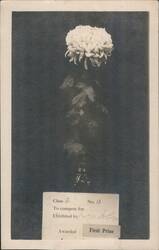 First Prize Chrysanthemum Flower, Mrs. S. Oda Postcard