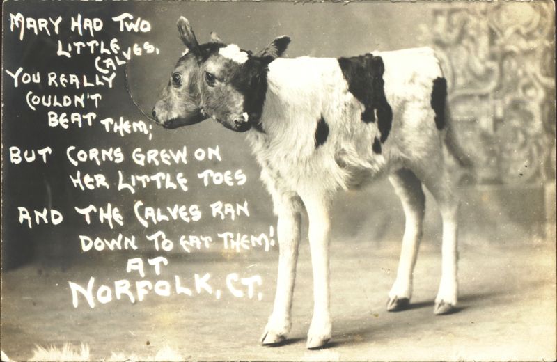 Two-Headed Calf with Humorous Poem, Norfolk CT Connecticut