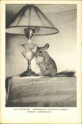 "Old Bachelor" Chinchilla, Shenandoah Chinchilla Ranch Postcard