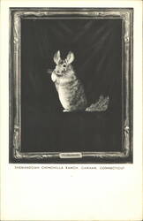 Old Bachelor Chinchilla, Shenandoah Chinchilla Ranch Postcard