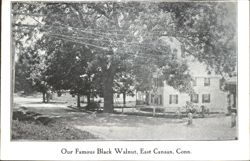 Our Famous Black Walnut Postcard