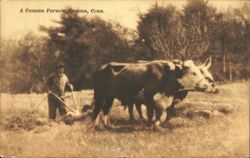 Canaan Farmer with Oxen Plowing, Canaan, CT Postcard