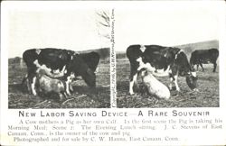 Cow Mothers Pig as Calf - New Labor Saving Device Postcard