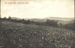 The Distant Hills, Colebrook, Conn. Postcard