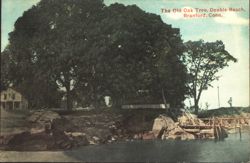 The Old Oak Tree, Double Beach, Branford, CT Postcard
