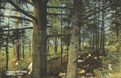 Siamese Twin Pines, Burrville, CT Postcard