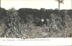 Colebrook Corn Crop, North Colebrook, CT Postcard
