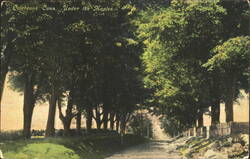 Colebrook, Conn. Under the Maples. Postcard