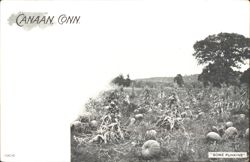 Canaan CT Pumpkin Field with Corn Stalks "Some Punkins" Postcard