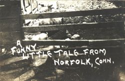 A Funny Little Tale from Norfolk, Conn. - Pigs Behind Fence Postcard