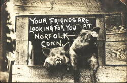 Pigs Looking For You at Norfolk, CT - Humorous Postcard