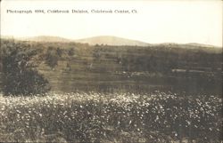 Colebrook Daisies, Colebrook Center, CT Postcard