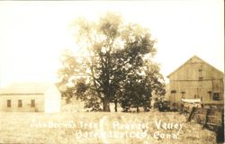John Brown's Tree, Pleasant Valley, Barkhamsted, Conn Postcard