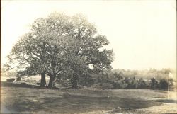 Green No 5 "Three Oaks" Golf Course Postcard