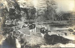 Cows by River with Dam Postcard