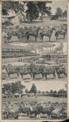 Van Wert County Fair 1921 Horse Racing Auto Polo Cattle Large Format Postcard