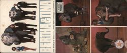 Bertha & Tina, World's Most Talented Performing Elephants Large Format Postcard
