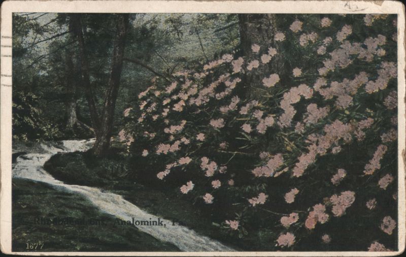 Rhododendron, Analomink, PA, Stream in Woods Pennsylvania