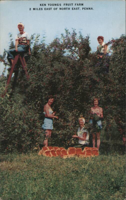 Ken Youngs Fruit Farm, Cherry Picking, North East, PA Pennsylvania
