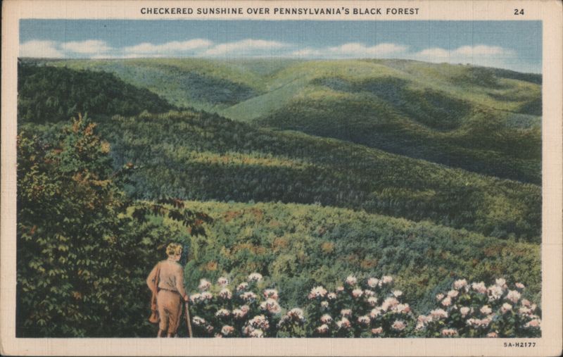 Checkered Sunshine Over Pennsylvania's Black Forest