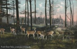 Deer in Rider Deer Park, Cambridge Springs, PA Postcard