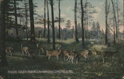Rider Deer Park, Deer in Woods, Cambridge Springs, PA Postcard