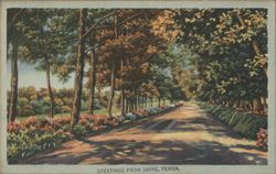 Tree-Lined Road, Sayre, PA Postcard