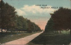 Scene Near McGees Mills, PA - Tree-Lined Road Postcard